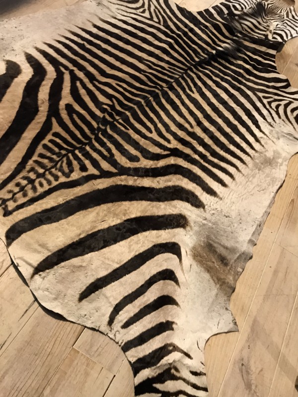 censuur voor mij onstabiel Zebrahuid kopen , echte zebrahuid te koop, Vloerkleed zebra - Kussens,  plaids en kleden - De Jong Interieur