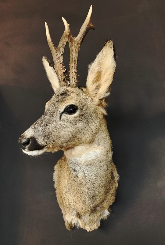 reebok, ree, bok, gewei, shouldermount - Taxidermy - opgezette dieren,  koppen, dieren, beesten - De Jong Interieur