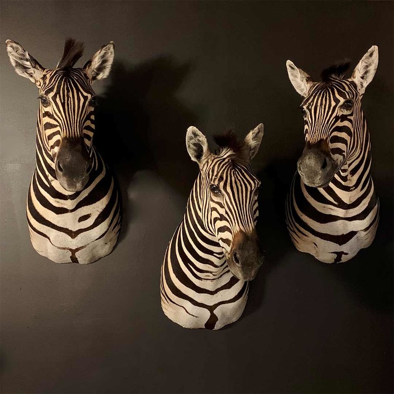 zebra, taxidermy, afrikanisch, wildlife - Schultermontage ...