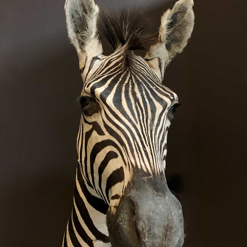 zebra, taxidermy, afrikanisch, wildlife - Schultermontage ...