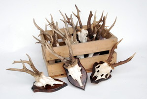 TX 091, Roebock Antler on shelf