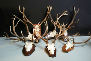 TX 094, Red Deer antlers on a shelf