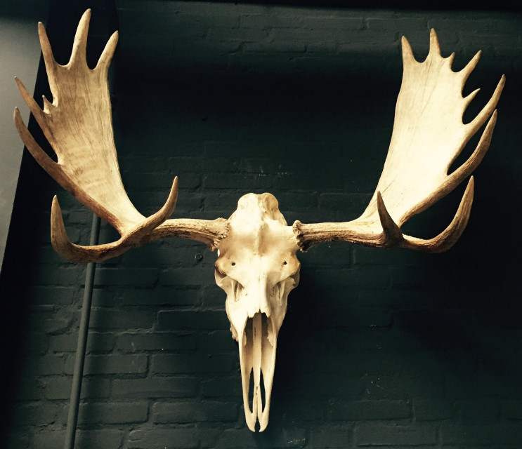 schedel, canadese eland schedel, schedel eland, gewei - Taxidermy koppen, beesten - De Jong Interieur