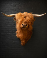 TX 199, Scottish Highlander 