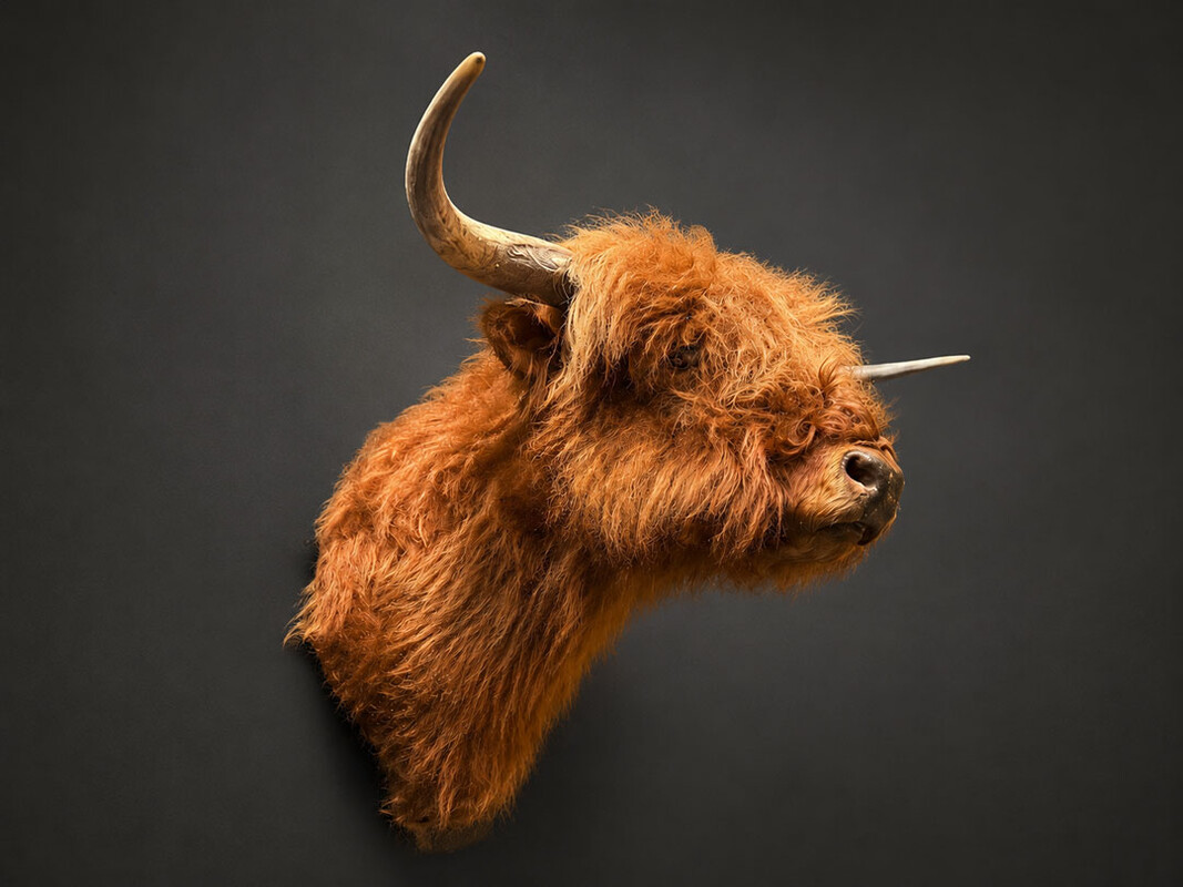 TX 199, Scottish Highlander 