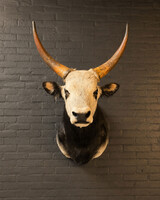 TX 200, Hungarian steppe cattle