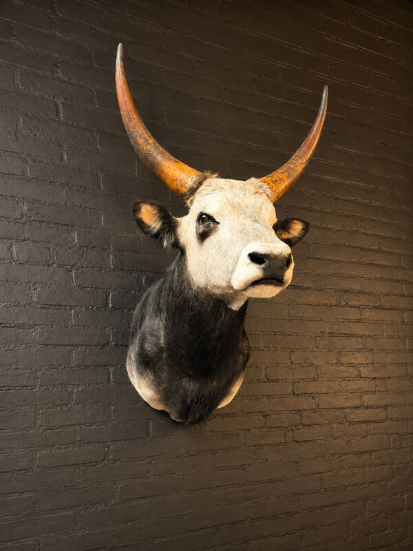 TX 200, Hungarian steppe cattle