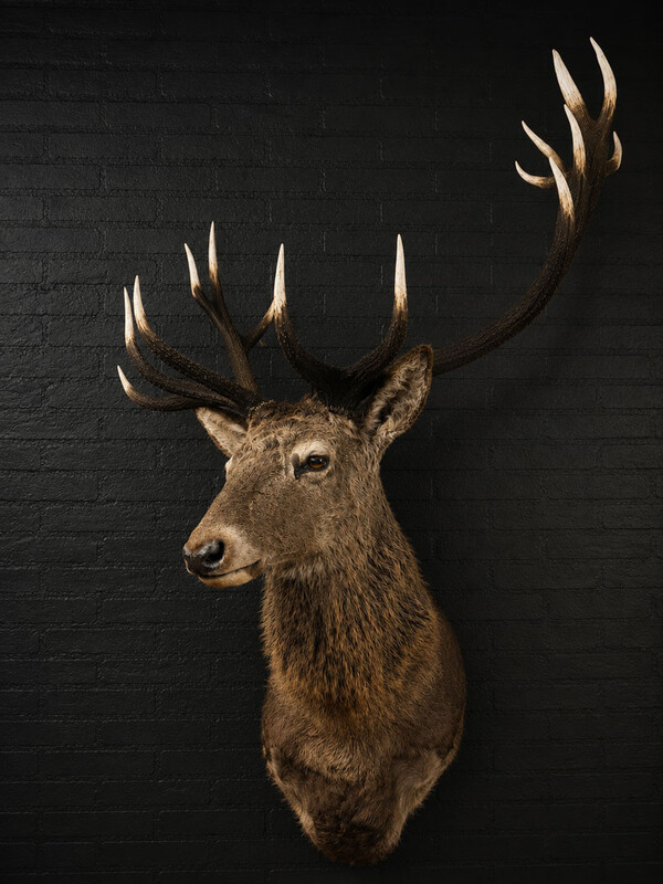 TX 201, Red deer