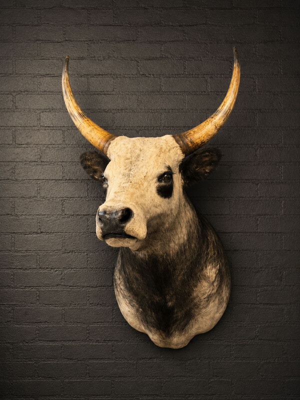 TX 202, Hungarian steppe cattle