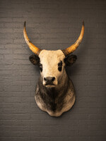 TX 202, Hungarian steppe cattle