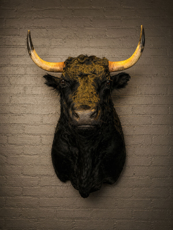 TX 203, Spanish bull