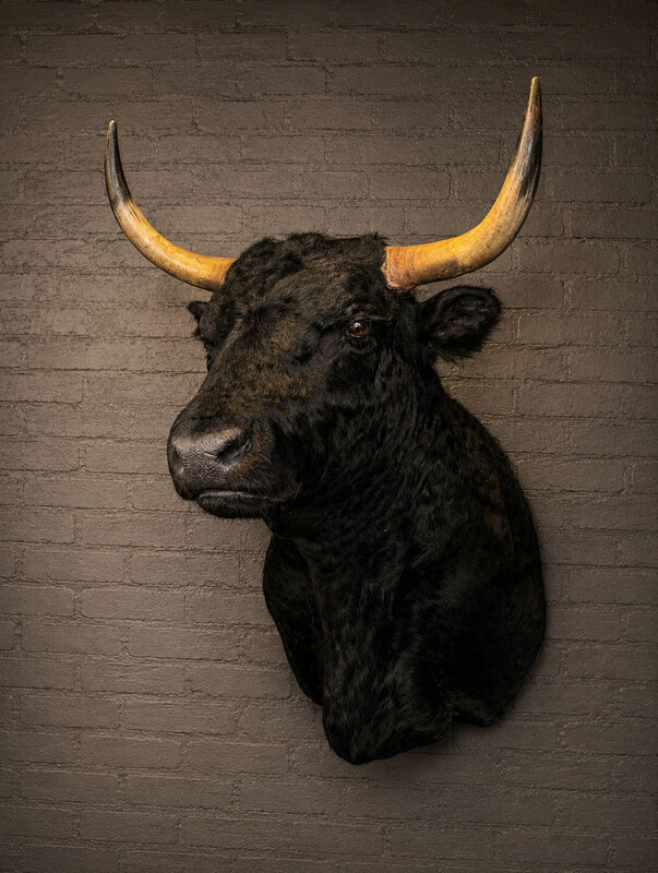 TX 203, Spanish bull