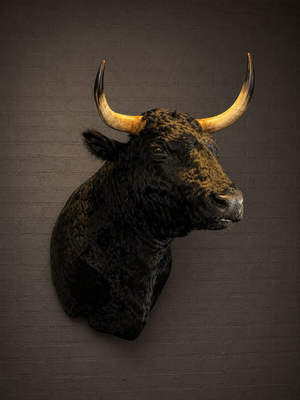 TX 203, Spanish bull