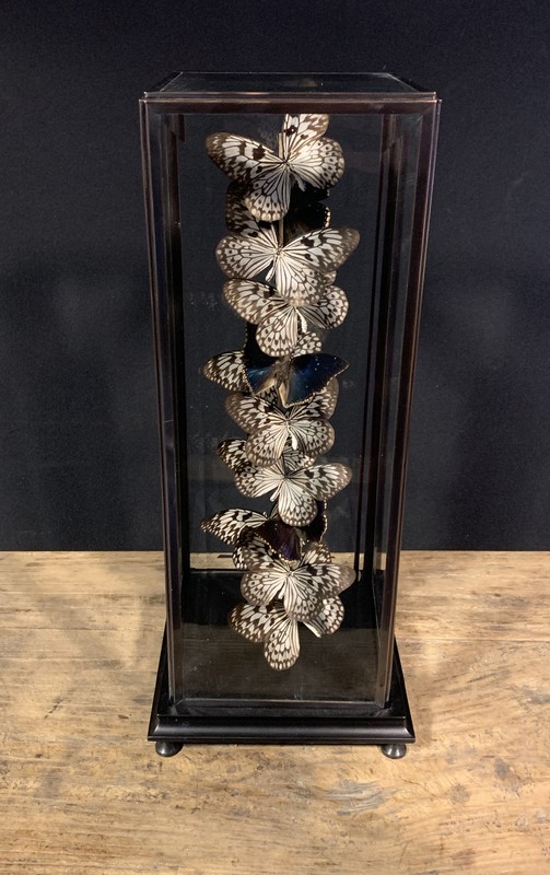 Kers Ounce Huichelaar vlinderstolp, vlinders in stolp, stolp, vlinders, zwarte vlinders - vlinders, kevers - De Jong Interieur Kers Ounce Huichelaar vlinderstolp, vlinders in stolp, stolp, vlinders, zwarte vlinders - vlinders, kevers - De Jong Interieur