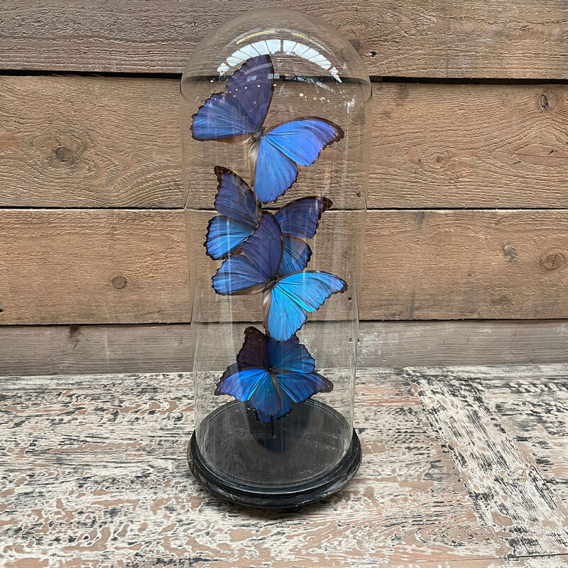 VI 187, Antique bell jar with blue butterflies