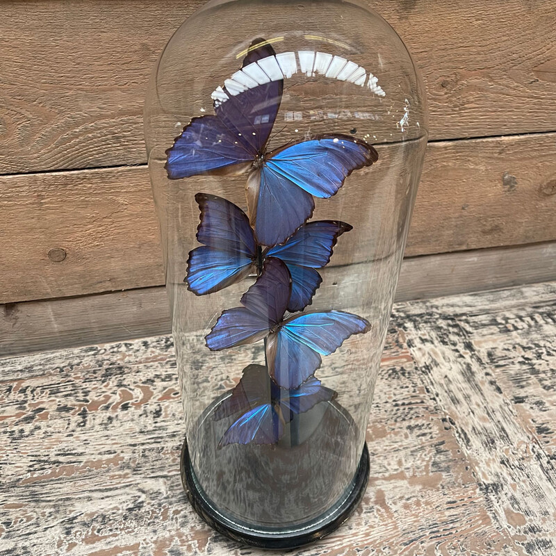 VI 187, Antique bell jar with blue butterflies