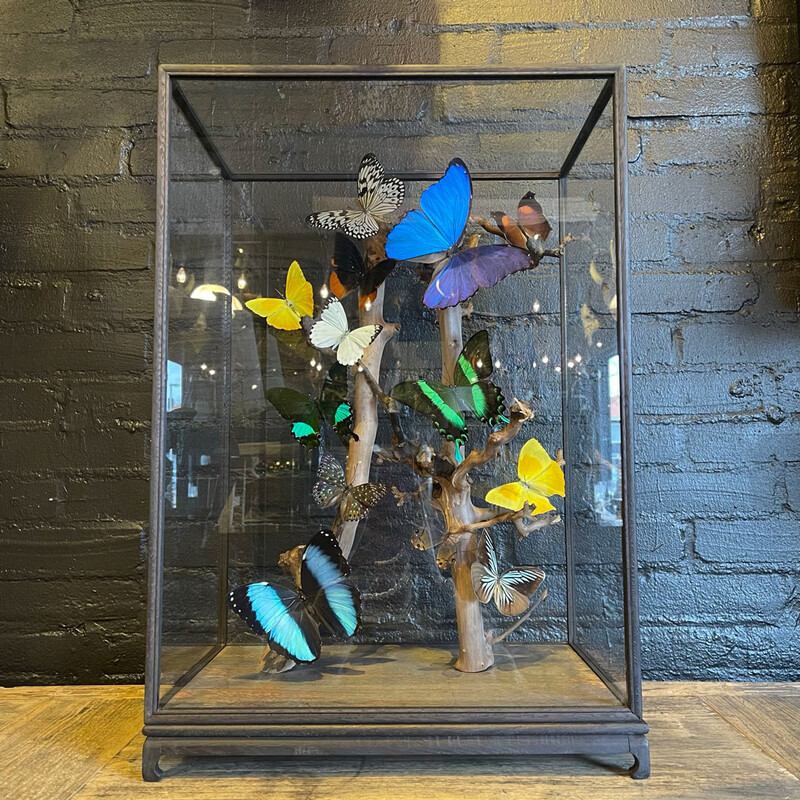 VI 195, Colored butterflies in square dome