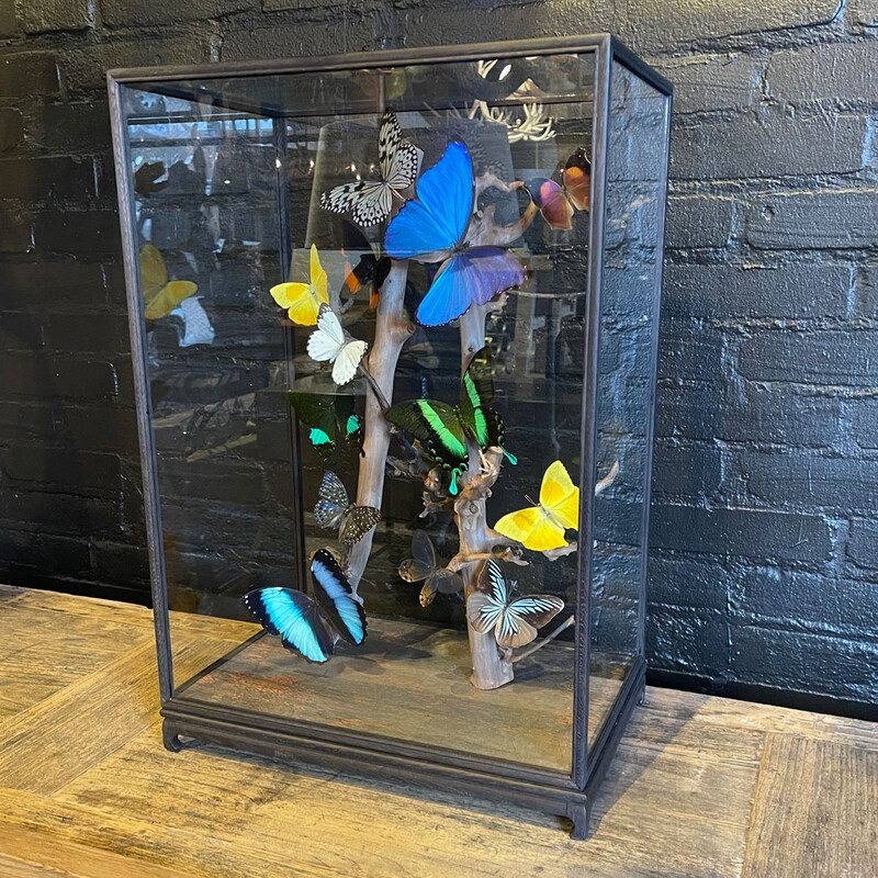 VI 195, Colored butterflies in square dome