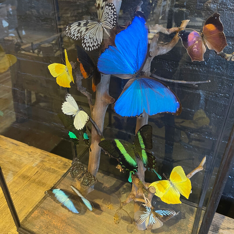 VI 195, Colored butterflies in square dome