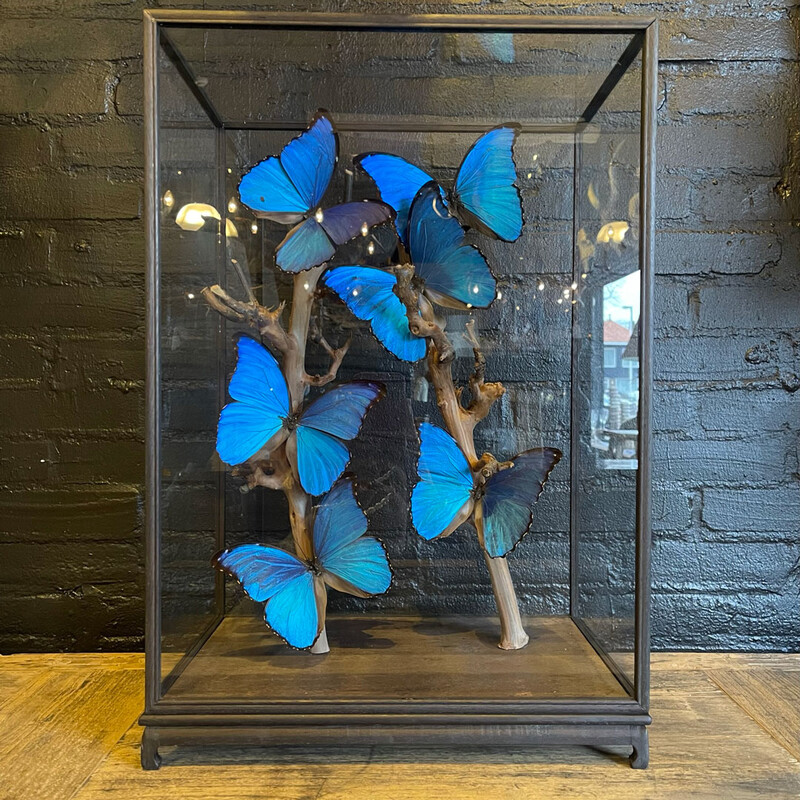 VI 196, Blue butterflies in square dome 