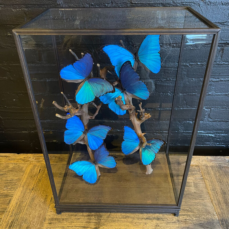 VI 196, Blue butterflies in square dome 