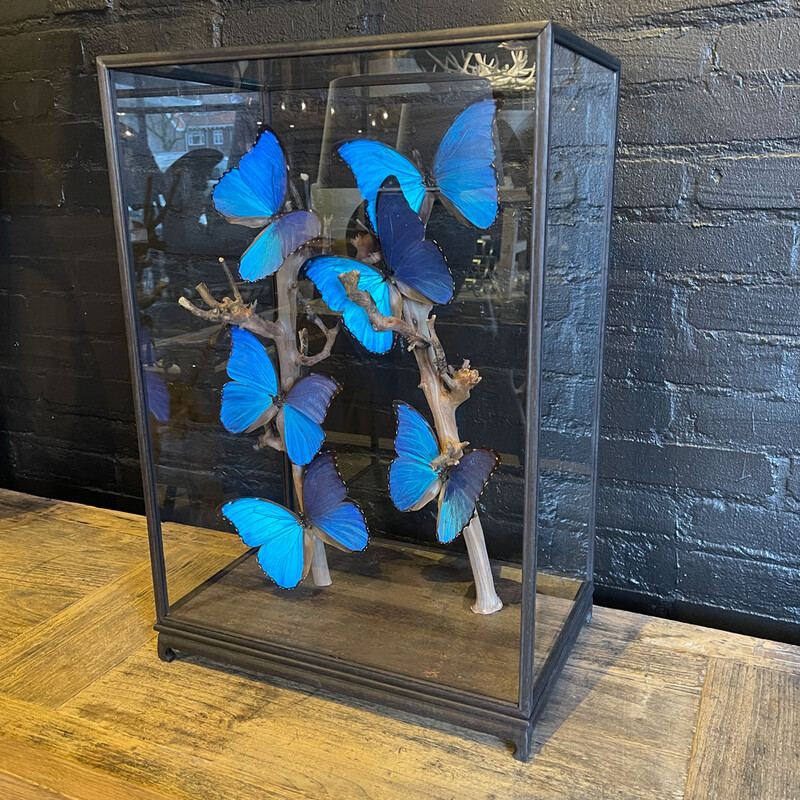 VI 196, Blue butterflies in square dome 
