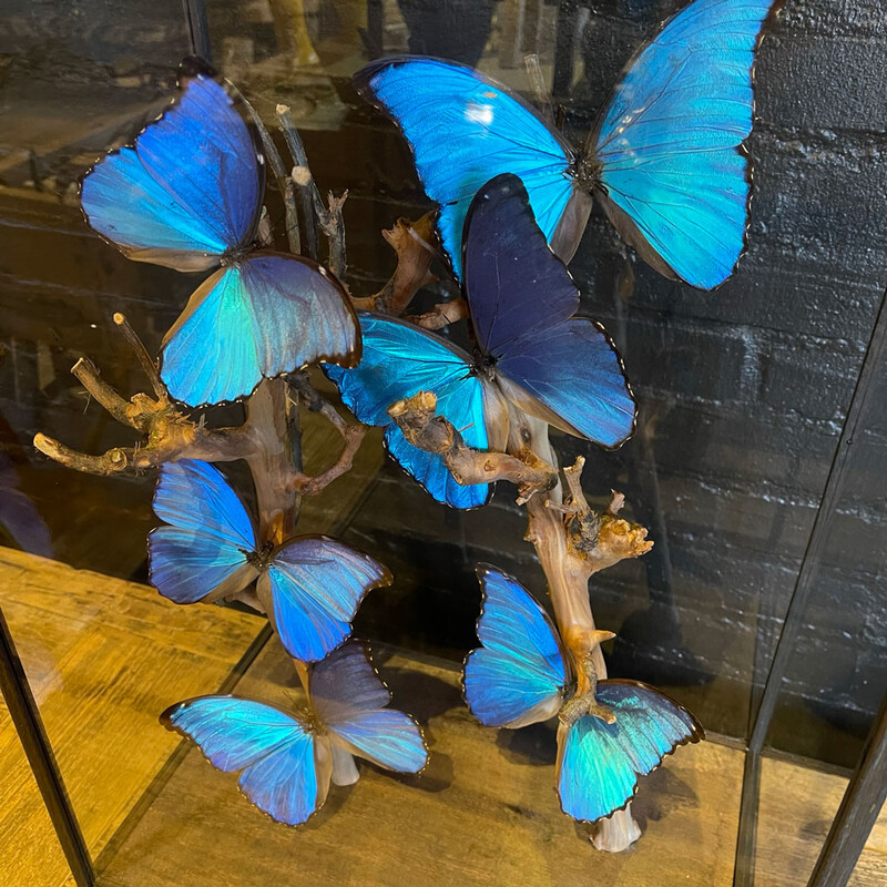 VI 196, Blue butterflies in square dome 