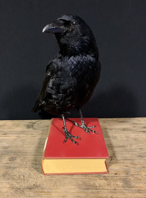 Schwarze Krähen Laterne - Gothic Sonnenfänger Mit Raben-Motiv Für Halloween Dekoration