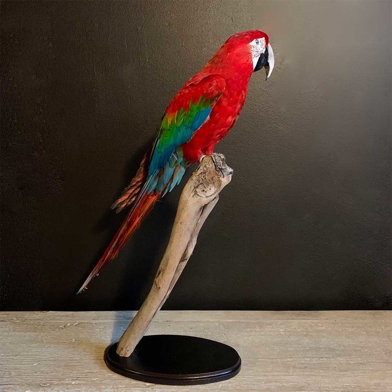 Hijgend Aan procedure de jong interieur, opgezette vogel, ara, papegaai, taxidermy bird -  opgezette vogels, vogels opgezet, taxidermy vogels - opgezette dieren,  koppen, dieren, beesten - De Jong Interieur