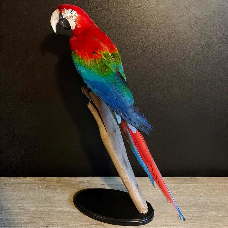 Hijgend Aan procedure de jong interieur, opgezette vogel, ara, papegaai, taxidermy bird -  opgezette vogels, vogels opgezet, taxidermy vogels - opgezette dieren,  koppen, dieren, beesten - De Jong Interieur