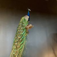 VO 310-B, Peacock on large Stump