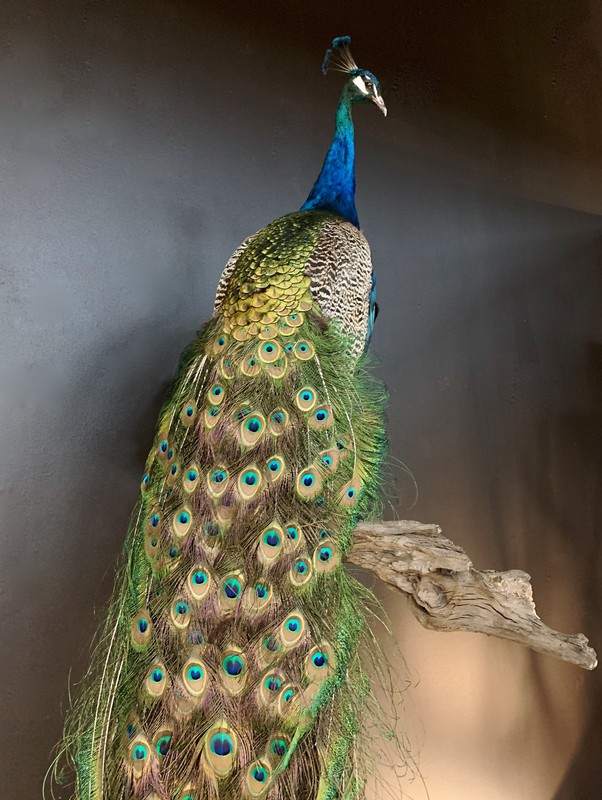 VO 310-B, Peacock on large Stump