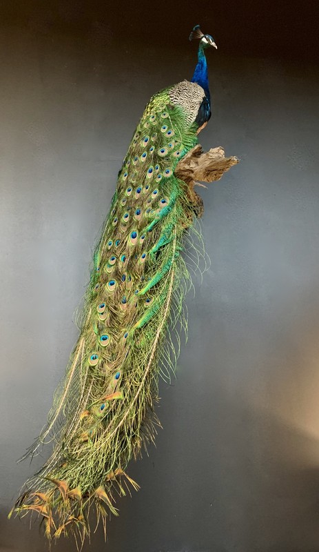 VO 310-B, Peacock on large Stump