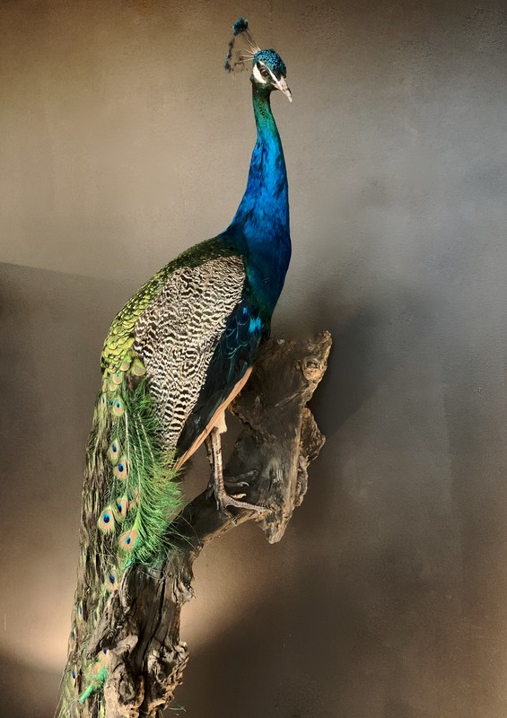VO 310-B, Peacock on large Stump
