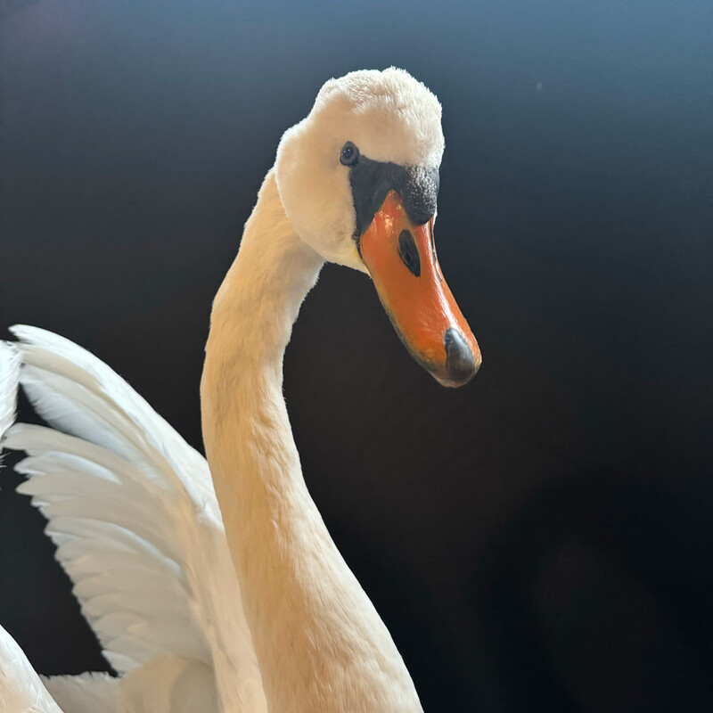 VO 315, White swan
