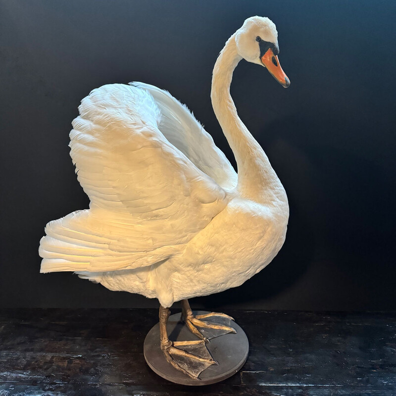 VO 315, White swan