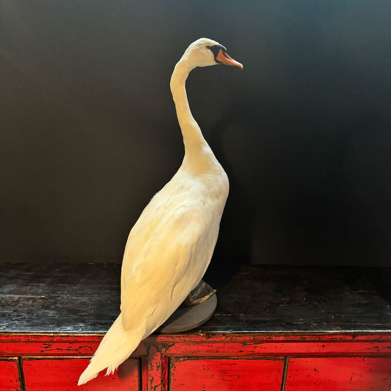 VO 316, White swan