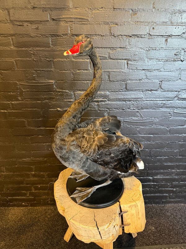 VO 321, Black swan
