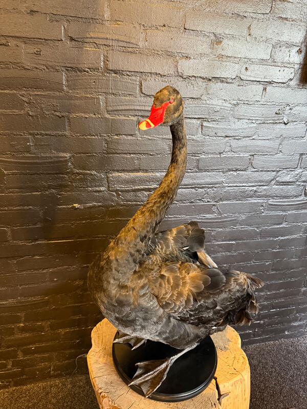 VO 321, Black swan