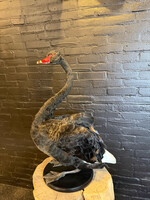 VO 321, Black swan