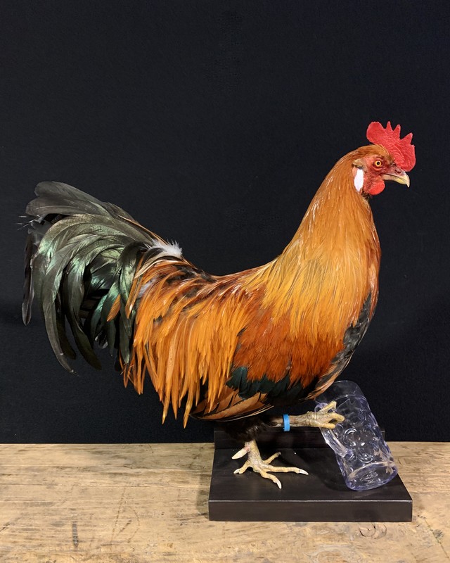 Hahn, gefüllter Hahn, Huhn, gefülltes Huhn, Hahn mit Bier ...
