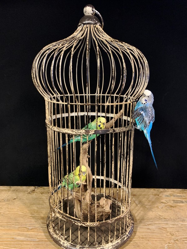 radicaal teleurstellen Fabriek vogelkooi, opgezette vogels, vogels, grasparkiet, interieur - opgezette  vogels, vogels opgezet, taxidermy vogels - opgezette dieren, koppen,  dieren, beesten - De Jong Interieur